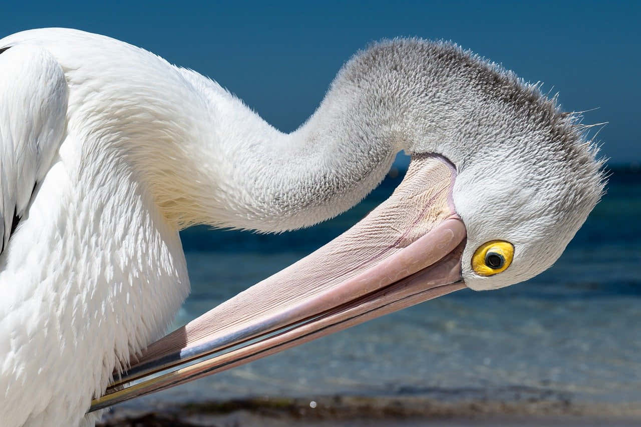 Close Up Pelican Preening Wallpaper