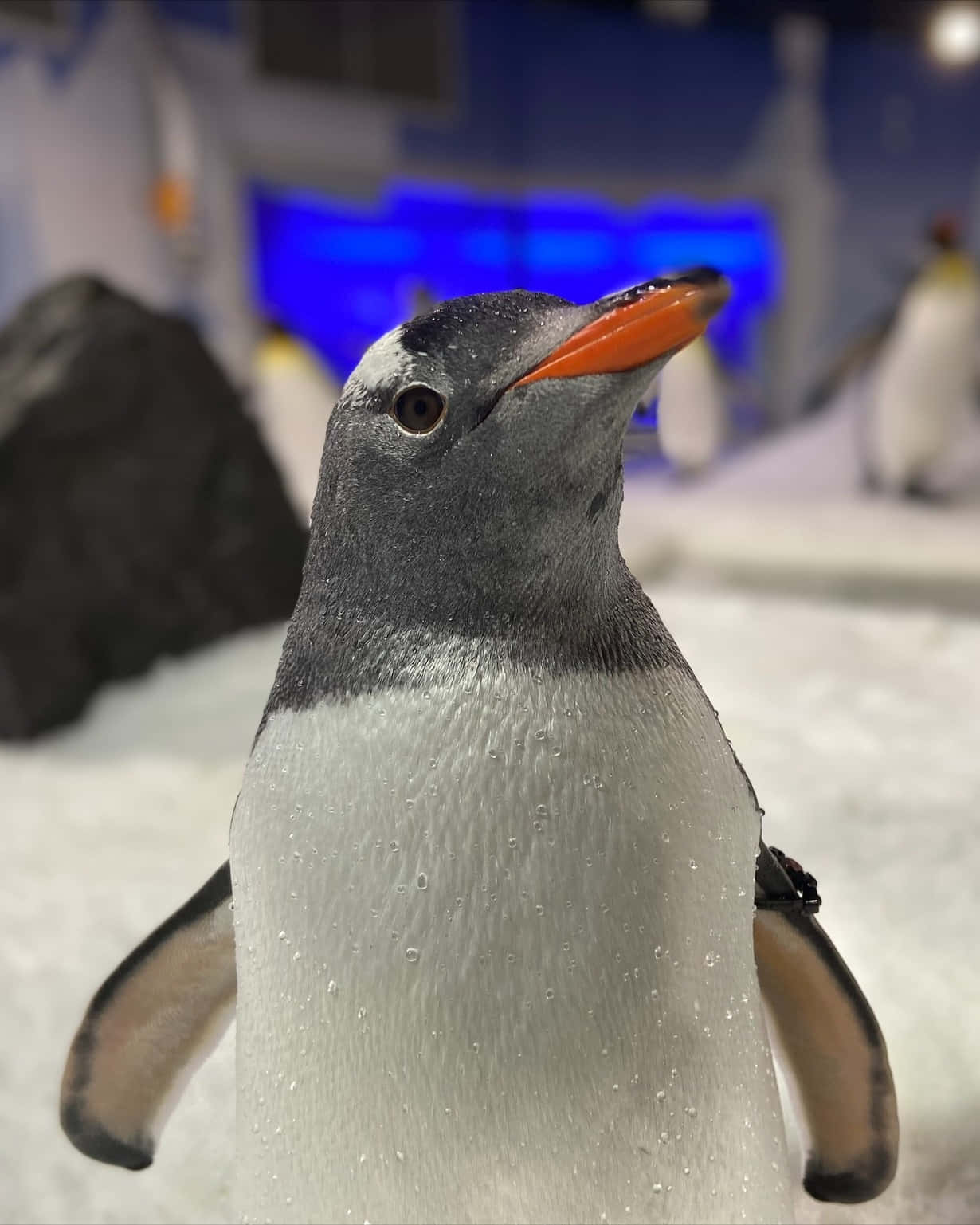 Close Up Penguin Portrait Wallpaper