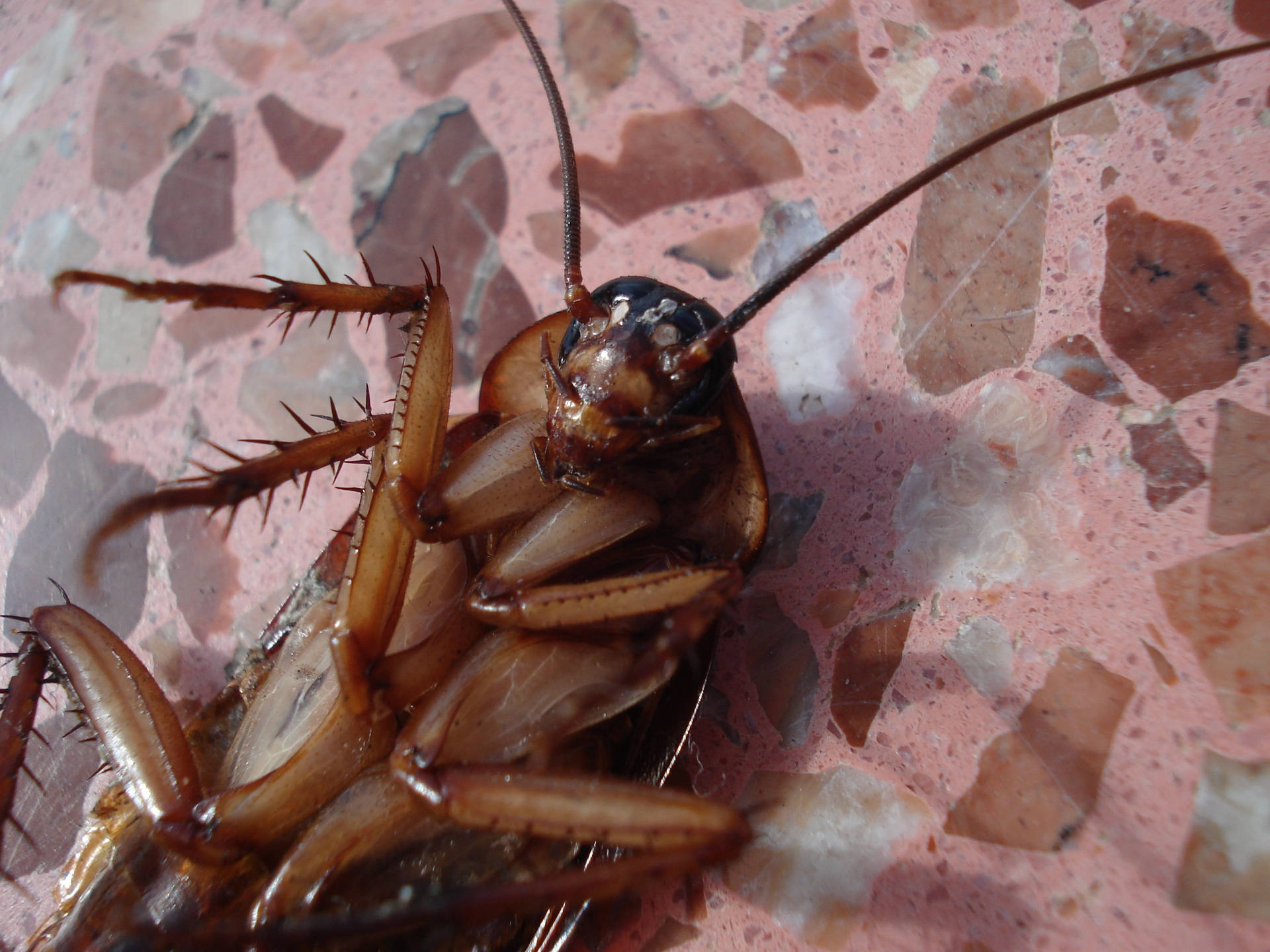 Close Up Photo Of Cockroach Wallpaper