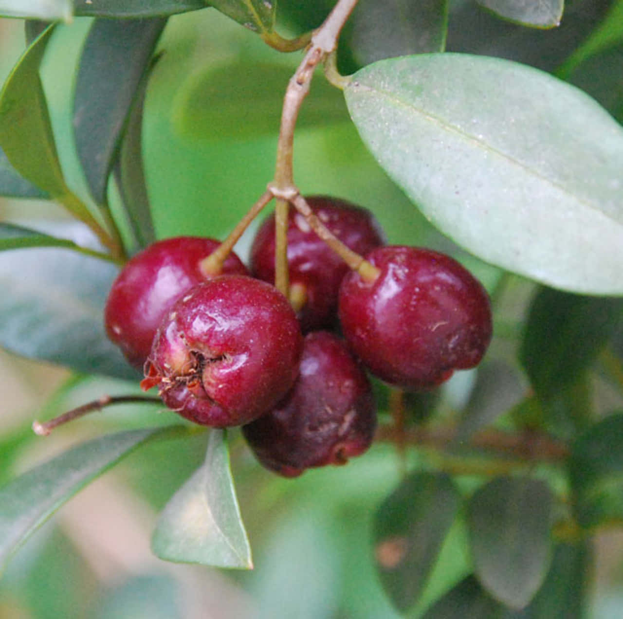 Fotografiaem Close-up Da Planta Brush Cherry Comestível. Papel de Parede