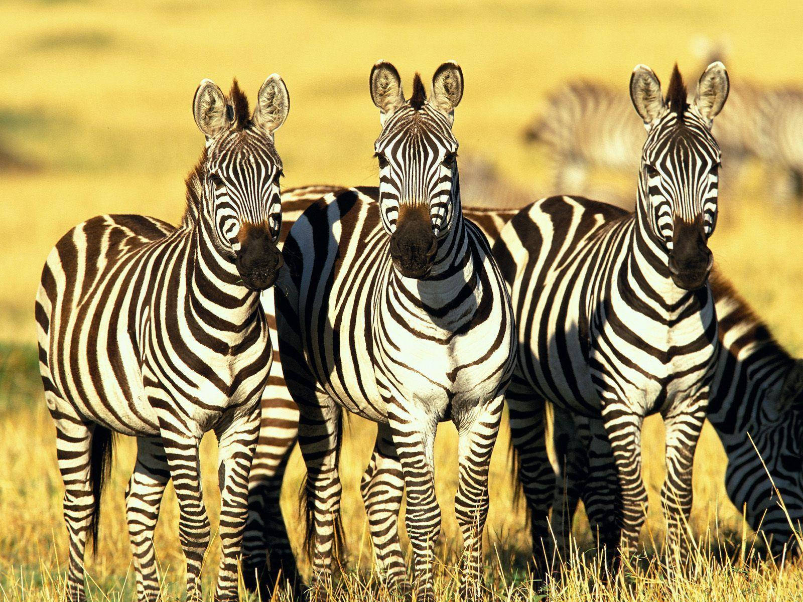 Nahaufnahmeeines Fotos Von Zebras In Kenia Wallpaper