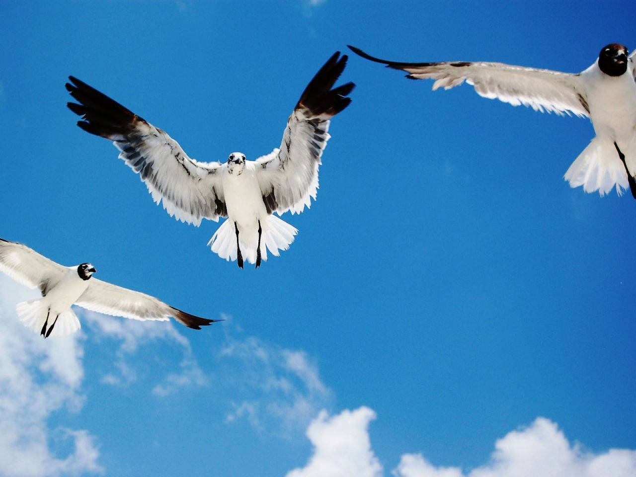 Close-Up Photo Of Seagull Birds Flying Wallpaper