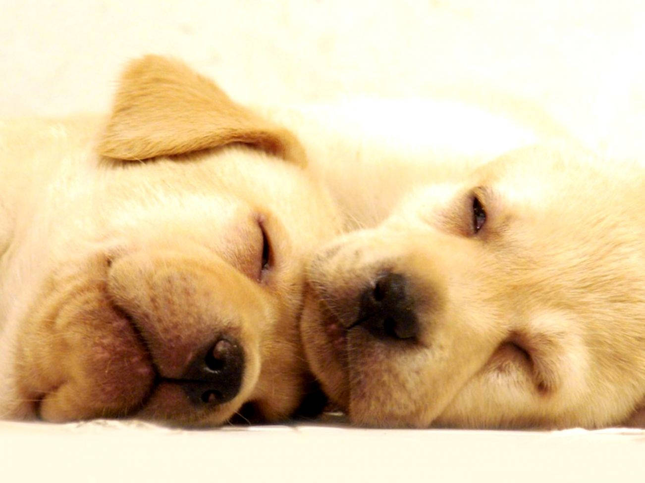 Close-up Photo Of Sleeping Labrador Dogs Wallpaper