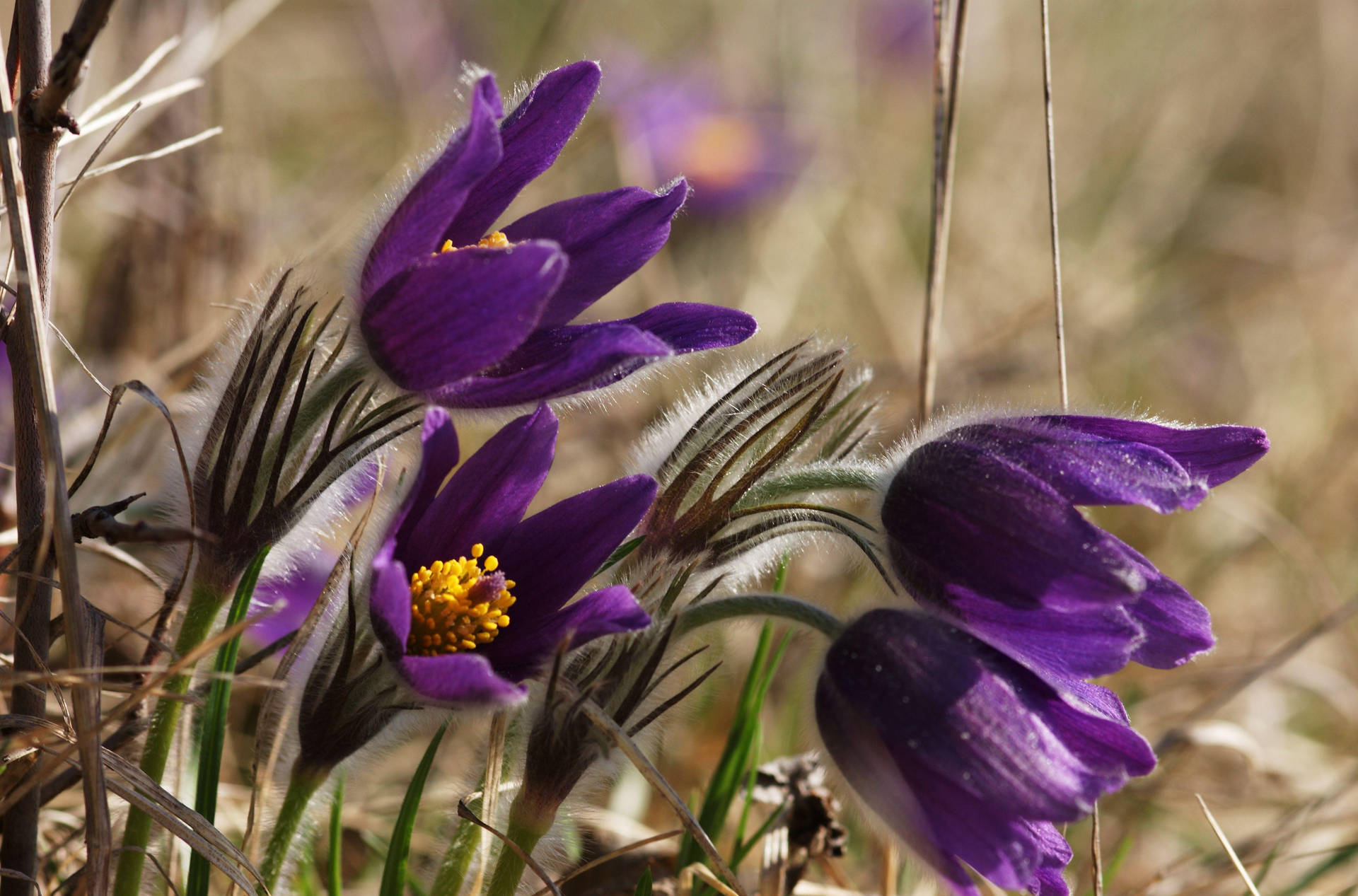 Close-Up Photo Of Spring Flowers Wallpaper