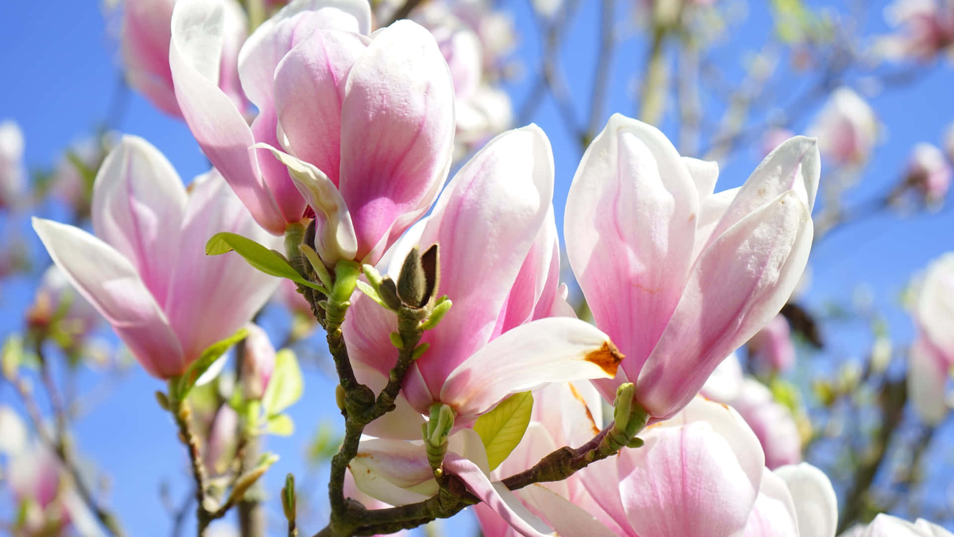 Close Up Photography Of Magnolia Flower Wallpaper