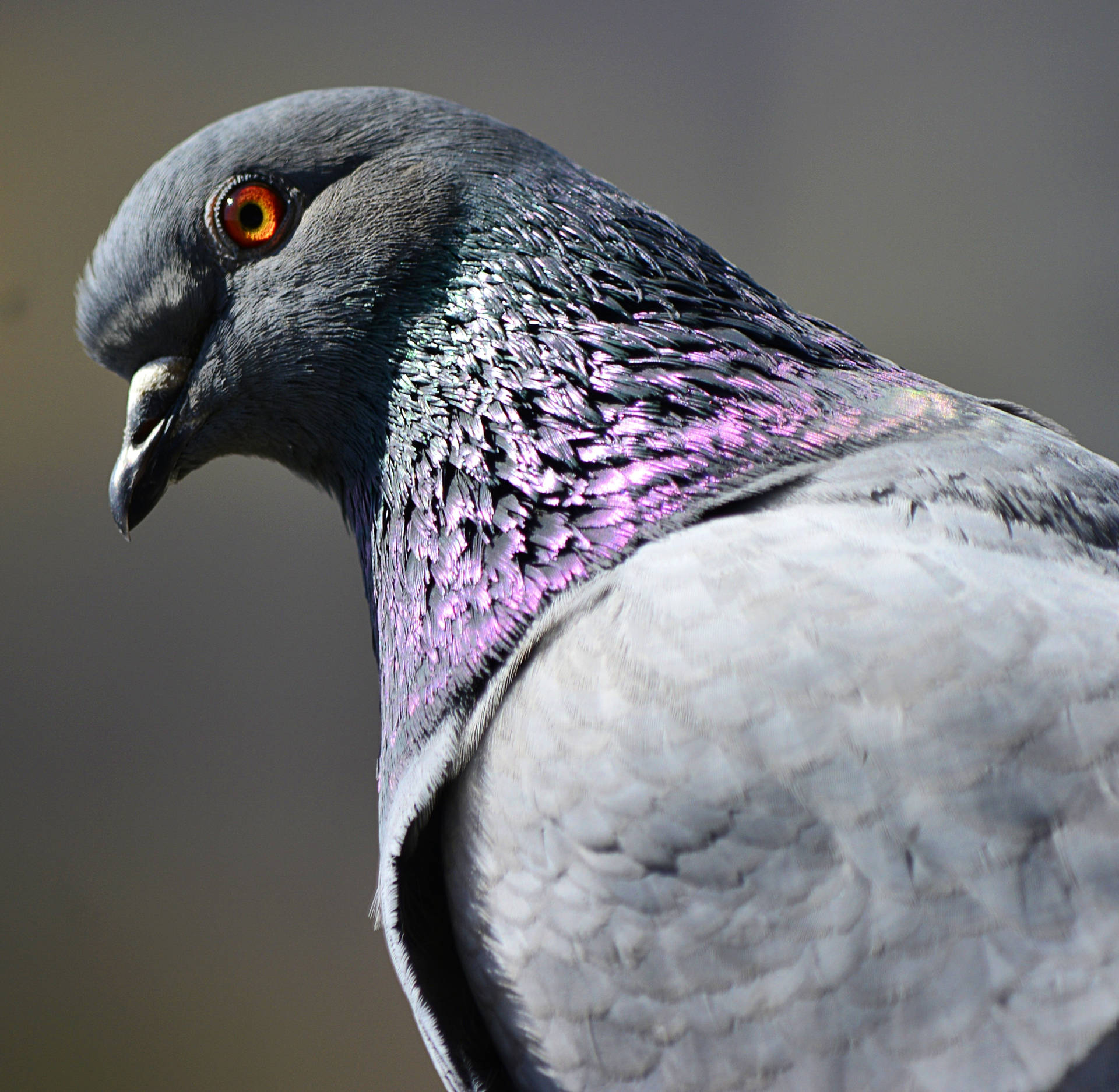 Close Up Pigeon Beautiful Birds