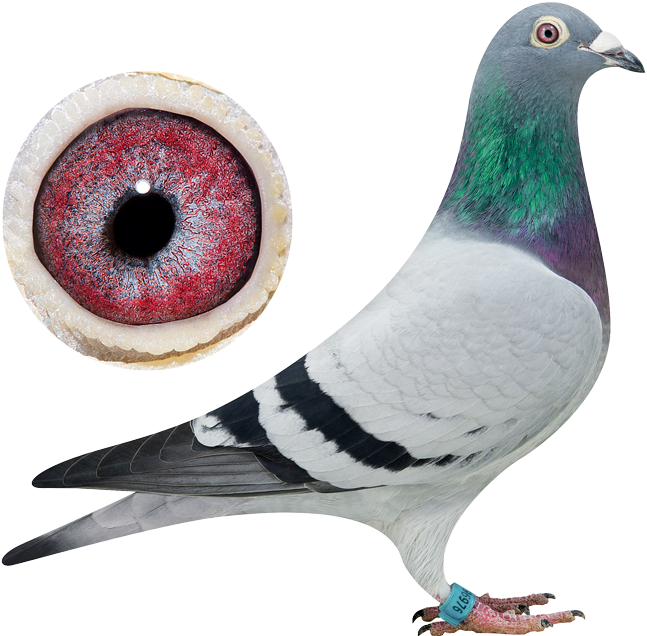 Close Up Pigeonand Eye PNG