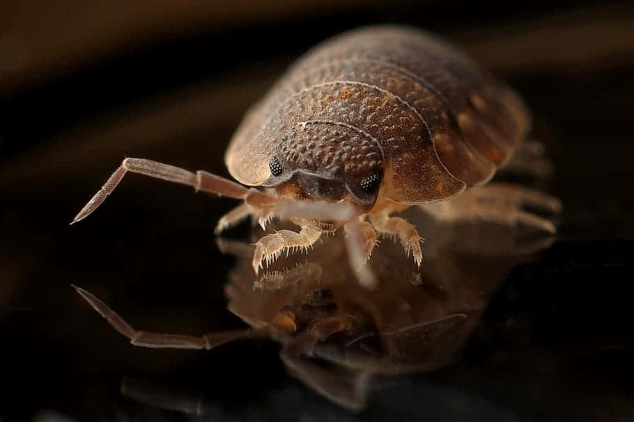 Close Up Pillbug Reflection Wallpaper