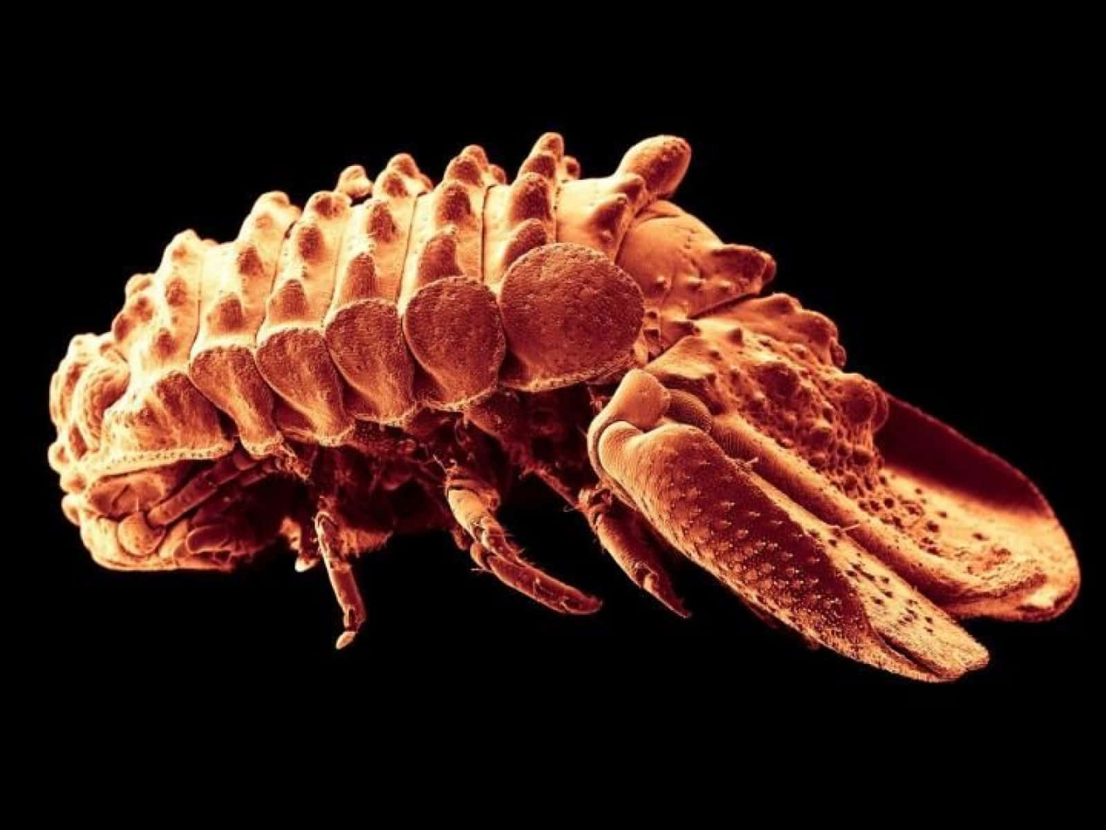 Close Up Pillbug Under Microscope Wallpaper