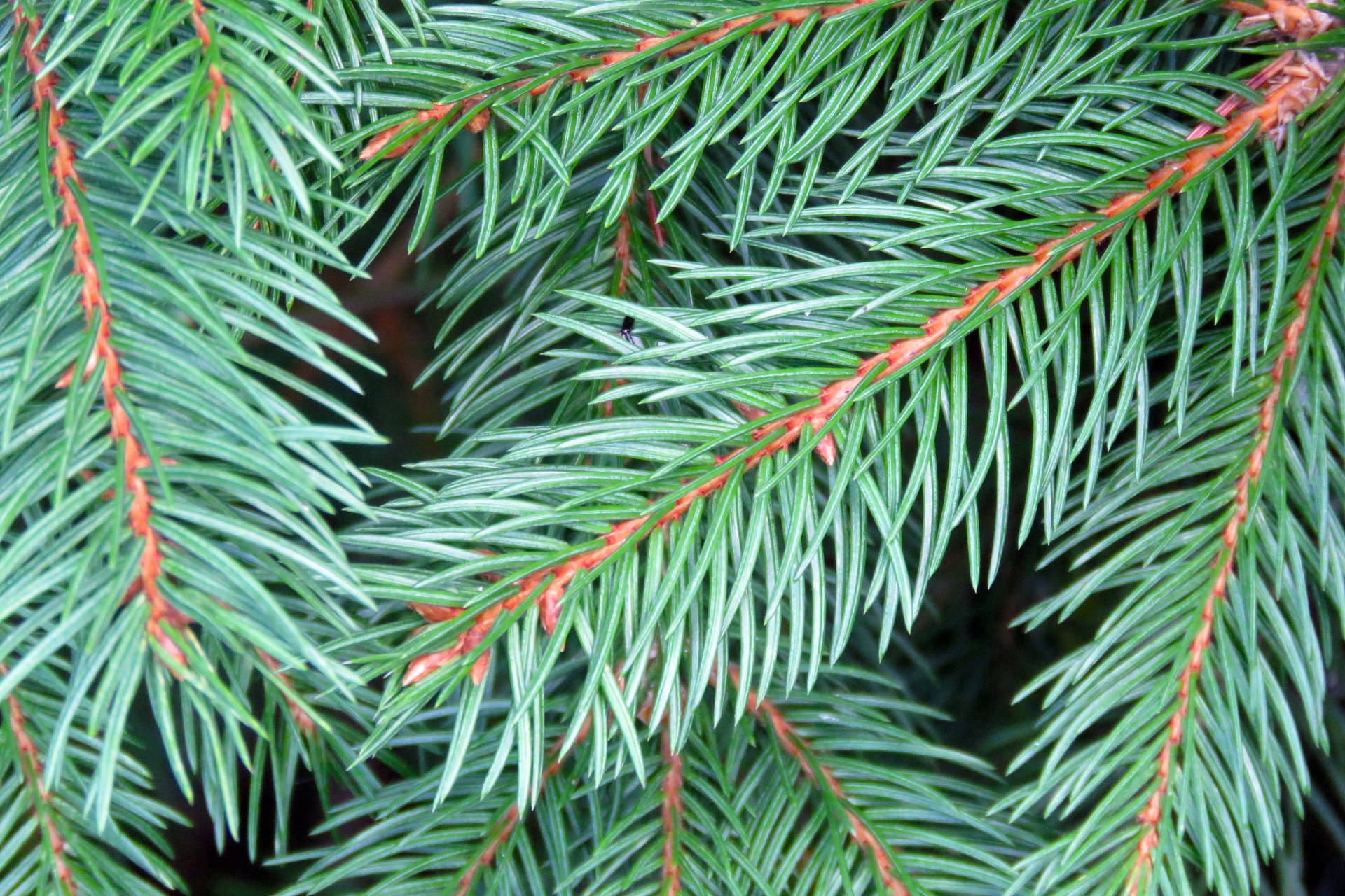 Close Up Pine Tree