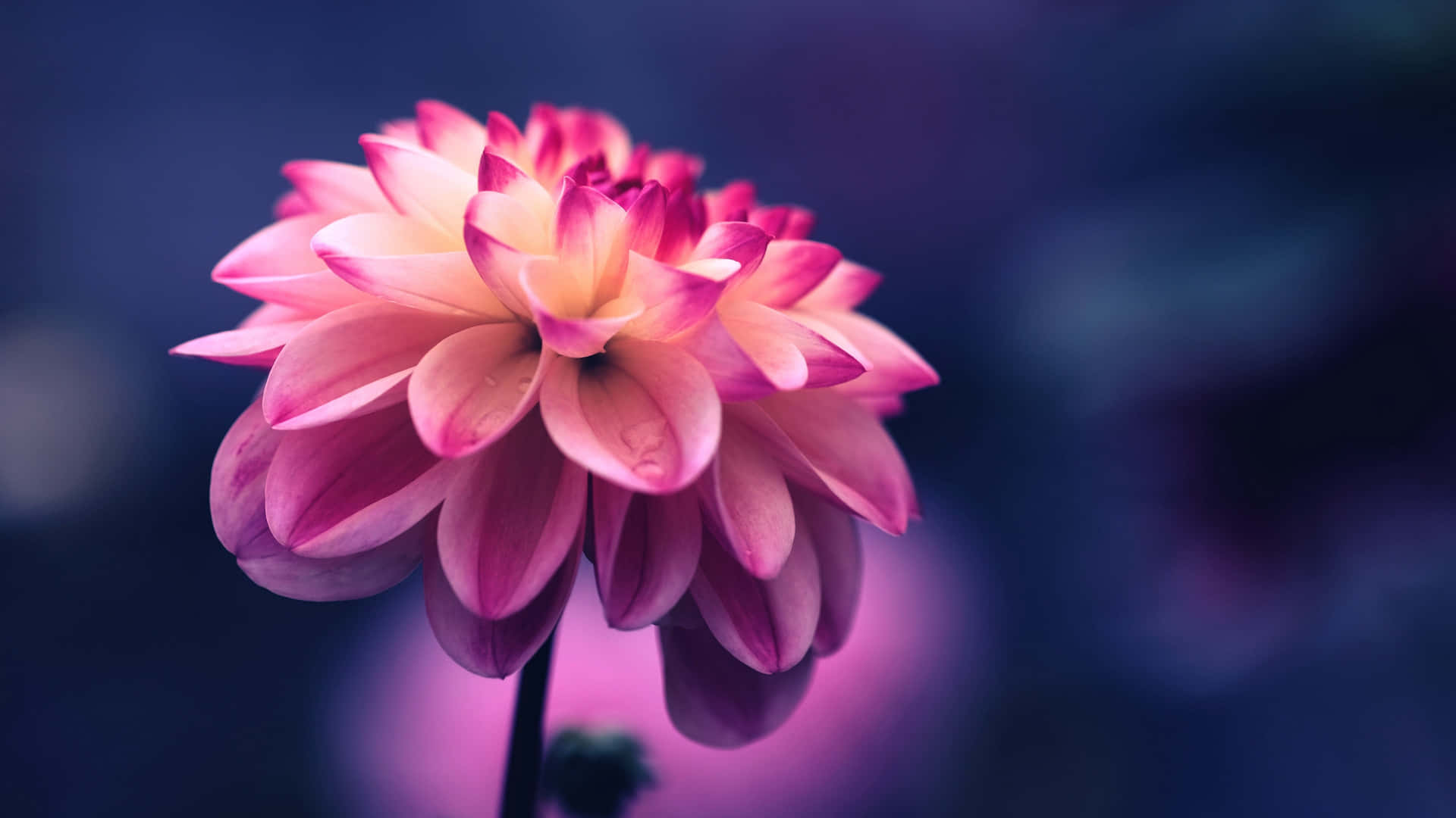 Download Close-up Pink Dahlia Flower Blue Background Wallpaper: Hình nền Hoa Đahlia màu hồng nền xanh gần cận này sẽ mang lại cho bạn một không gian làm việc sinh động và ngọt ngào. Hãy tải ngay hình ảnh này để thư giãn và tìm năng lượng mới cho công việc của mình.Đừng quên xem ngay hình ảnh liên quan đến từ khóa này.