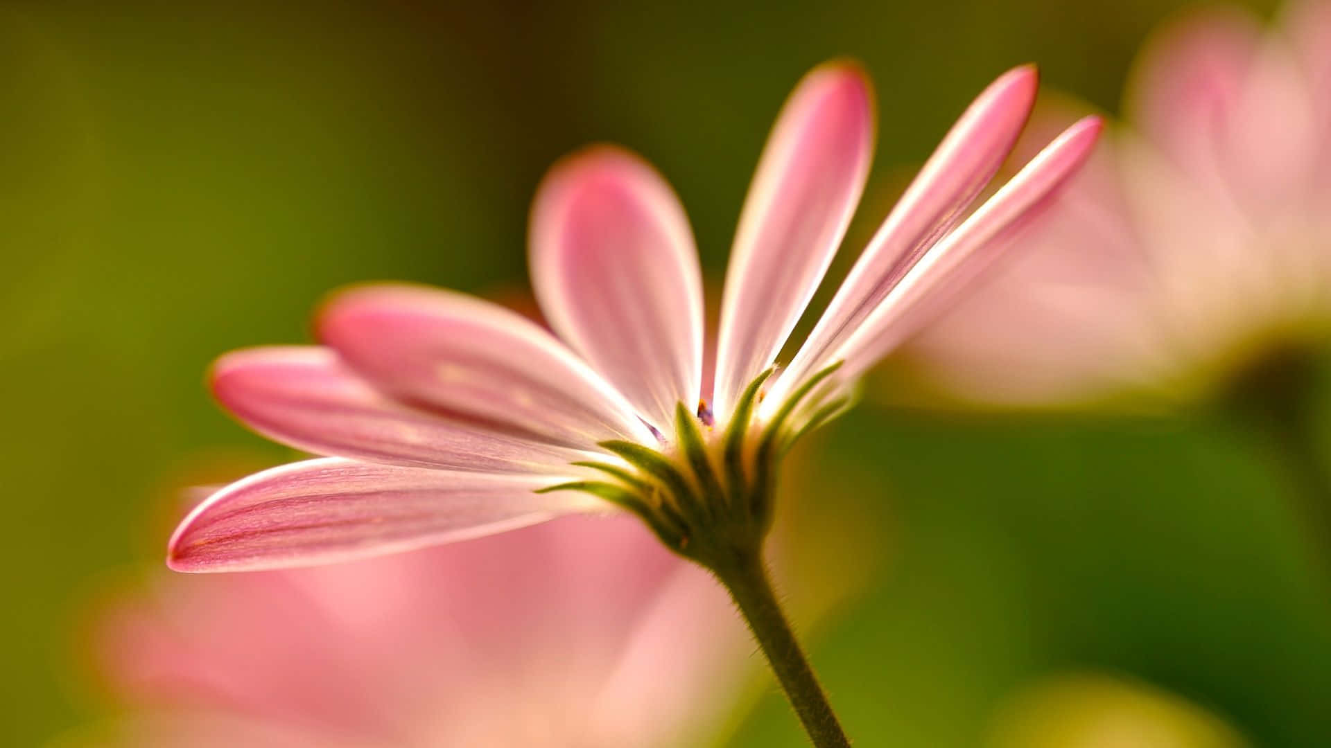 Close-up Pink Flower Petals Wallpaper