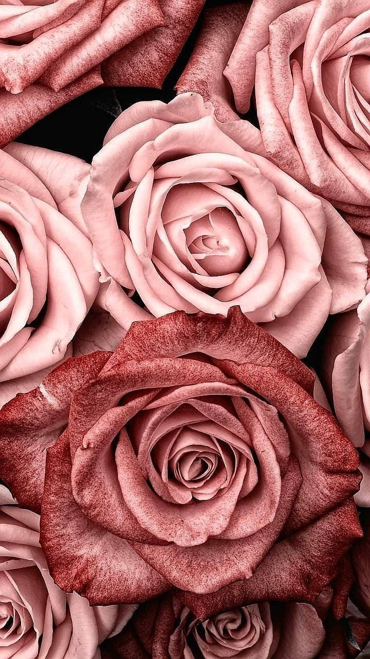 Close-up Pink Rose Aesthetic Wallpaper