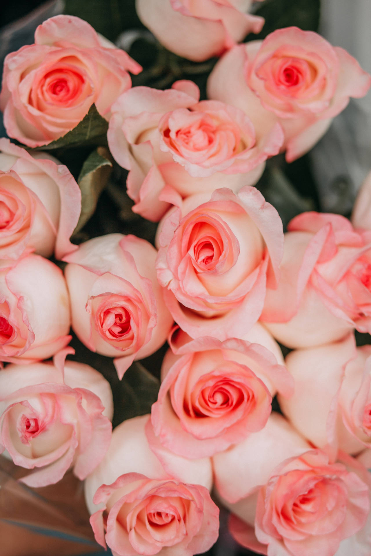 Close-up Pink Rose Aesthetic