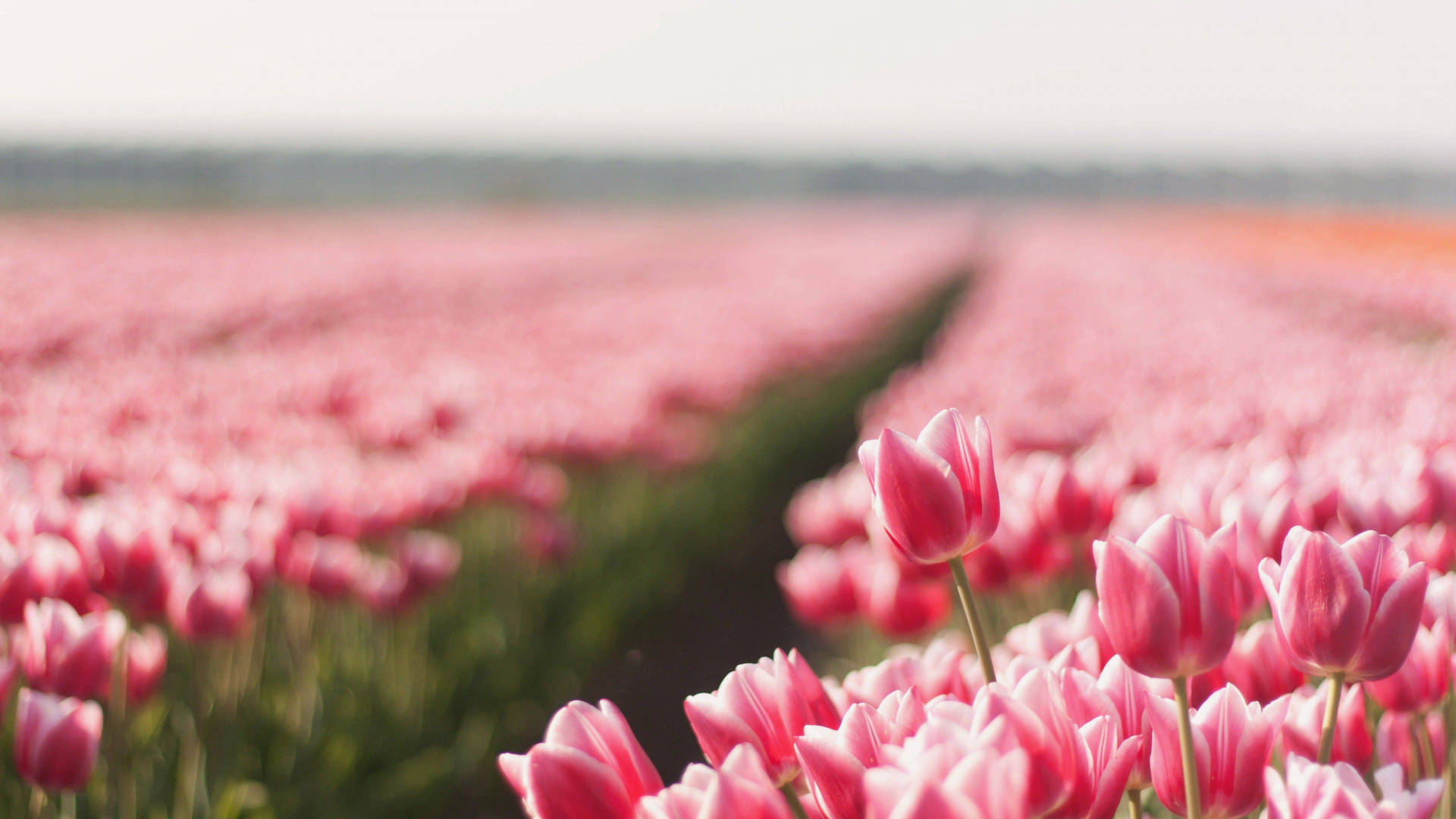 Close Up Pink Tulips Flower Field Wallpaper