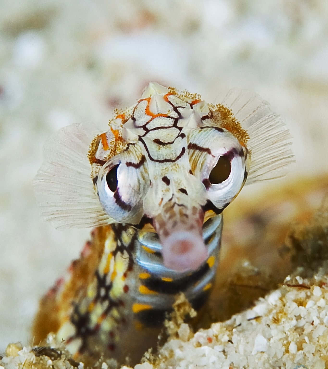 Close Up Pipefish Portrait Wallpaper