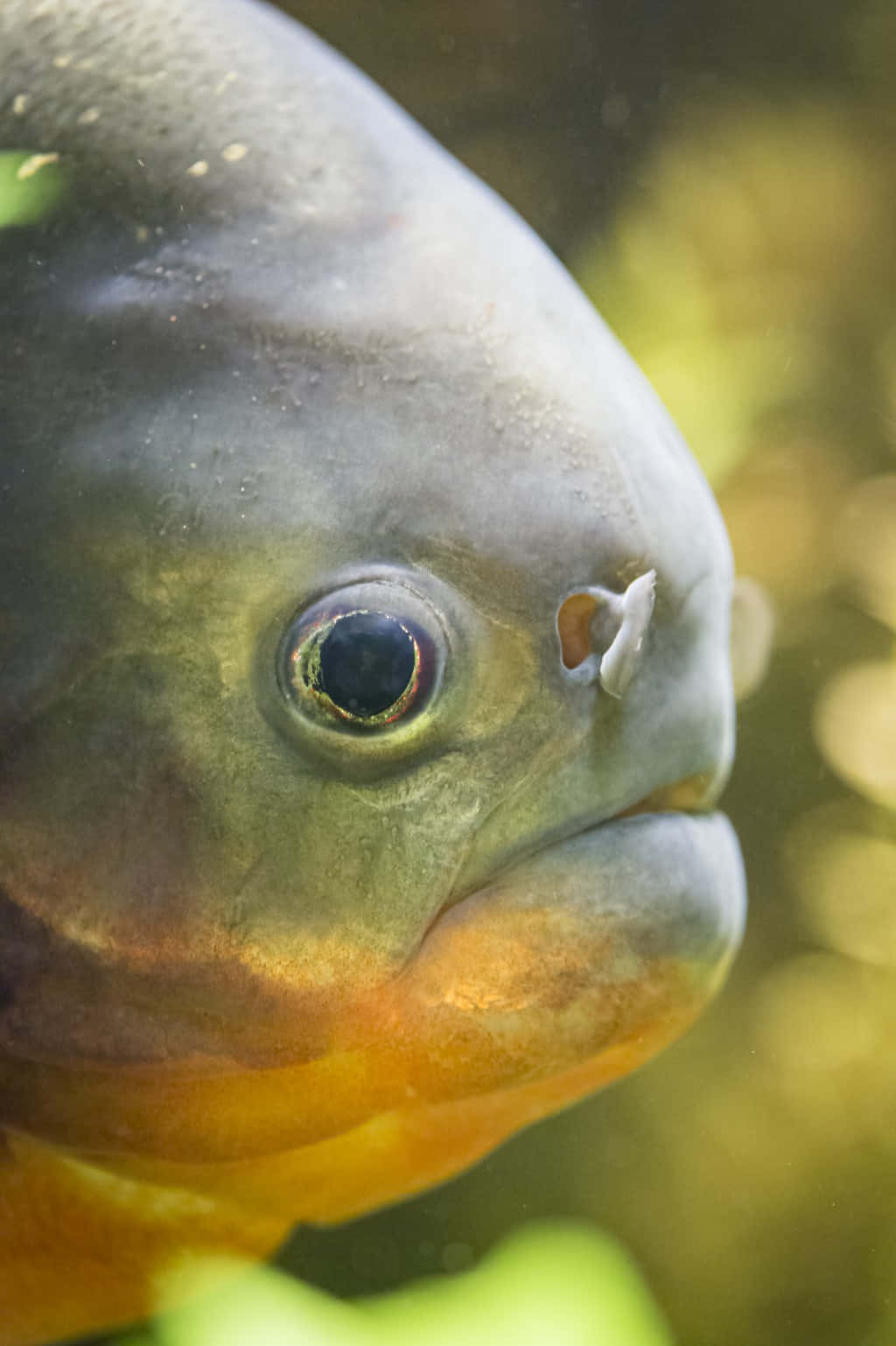 Close Up Piranha Fish Wallpaper