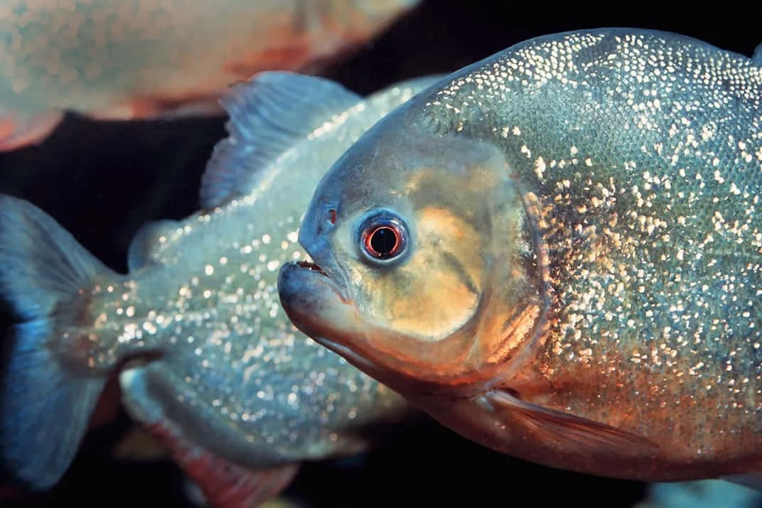 Close Up Piranha Fish.jpg Wallpaper