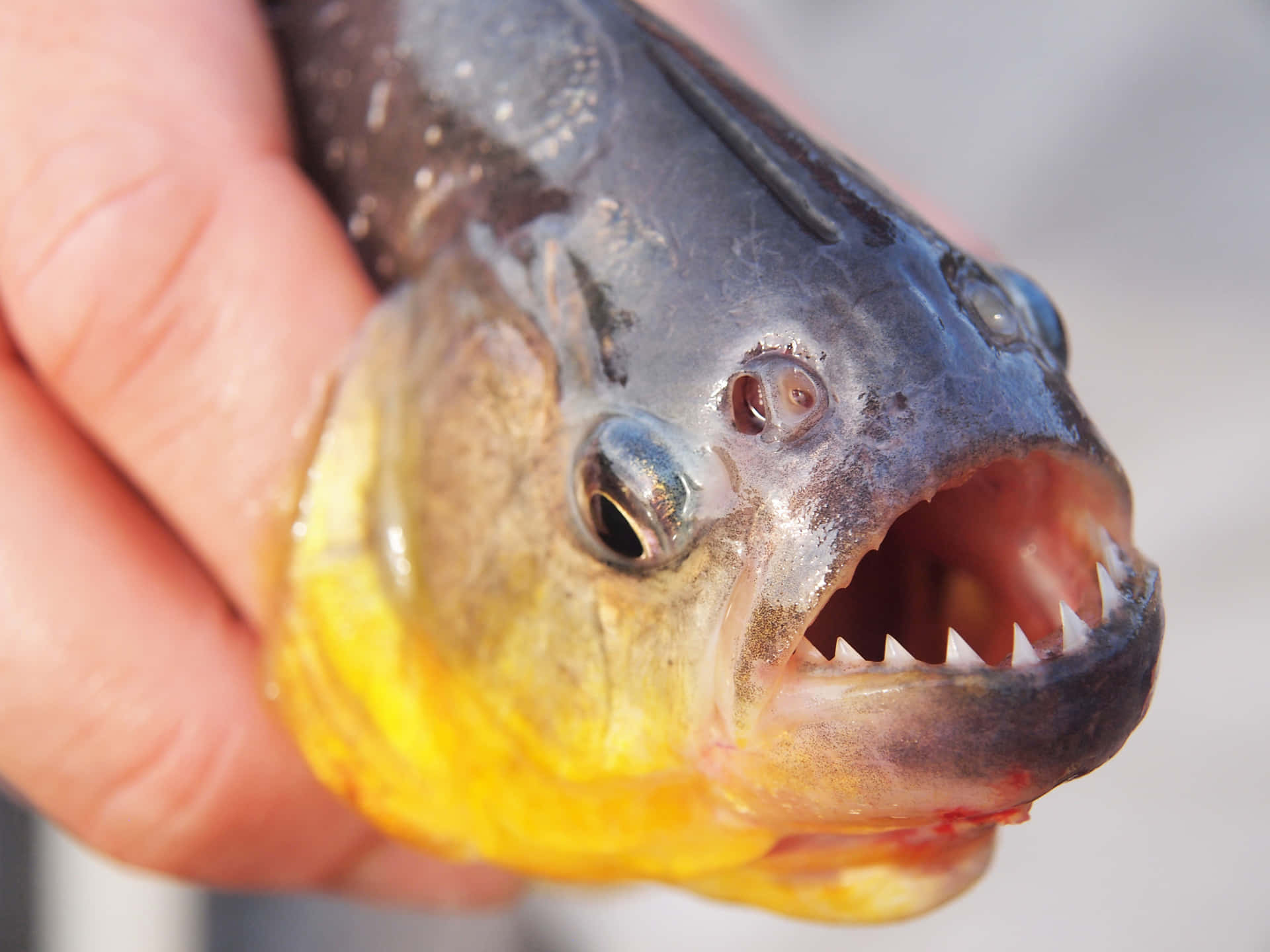 Close Up Piranha Fish Mouth Wallpaper