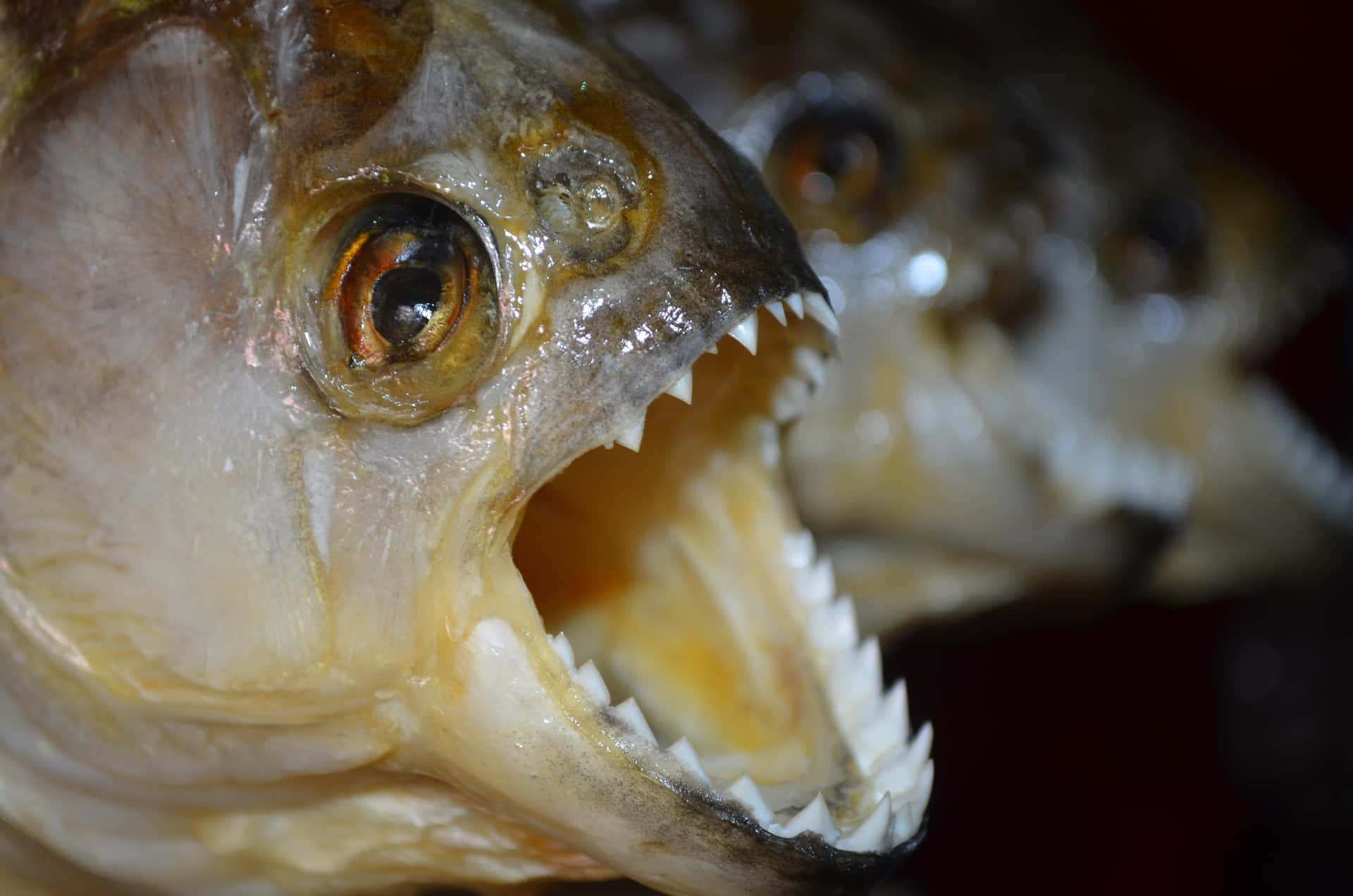 Close Up Piranha Teeth Wallpaper