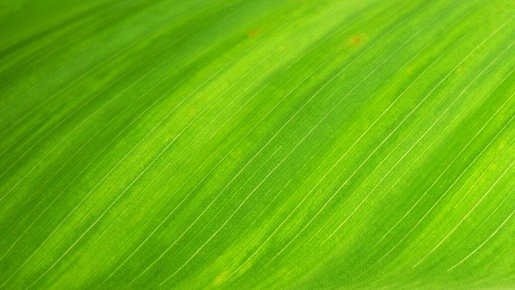 Close-up Plain Light Green Banana Leaf Wallpaper