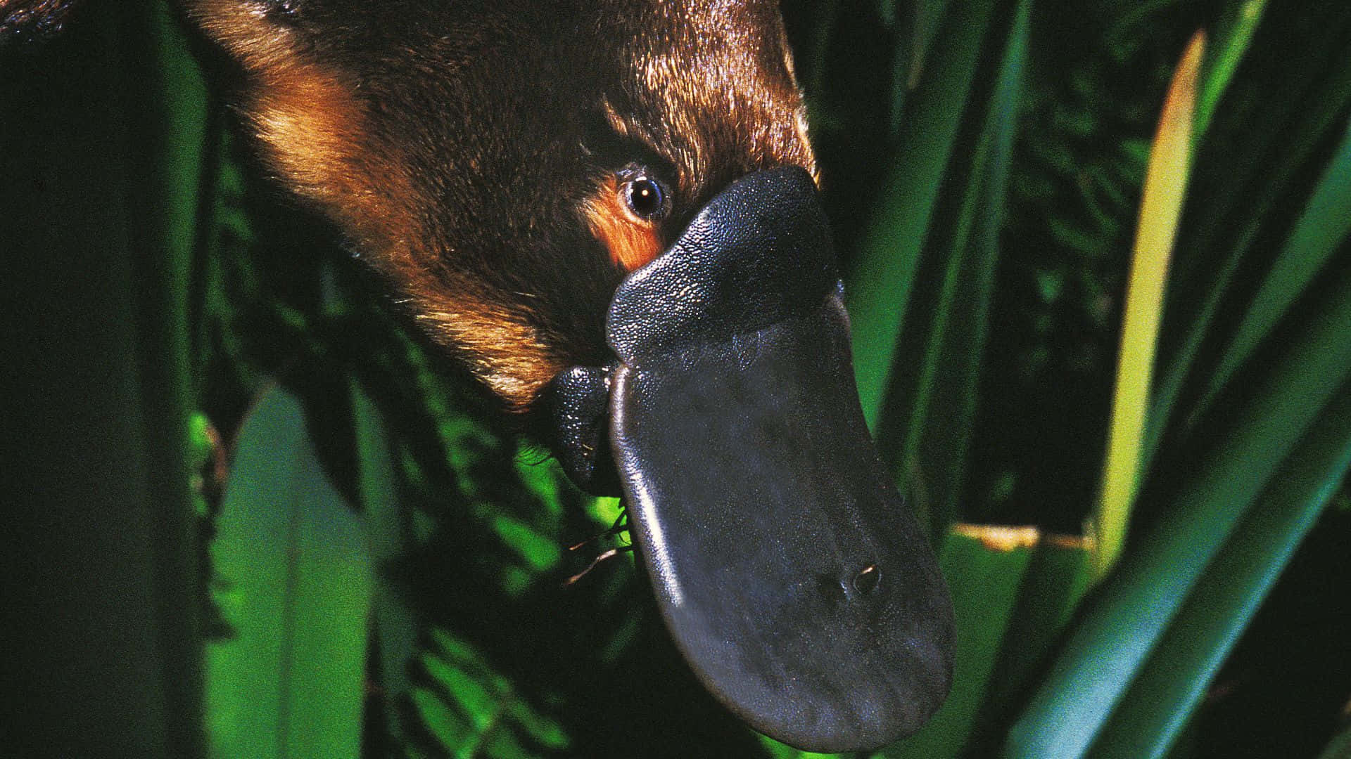 Nærbilde Av Platypus I Naturen Bakgrunnsbildet