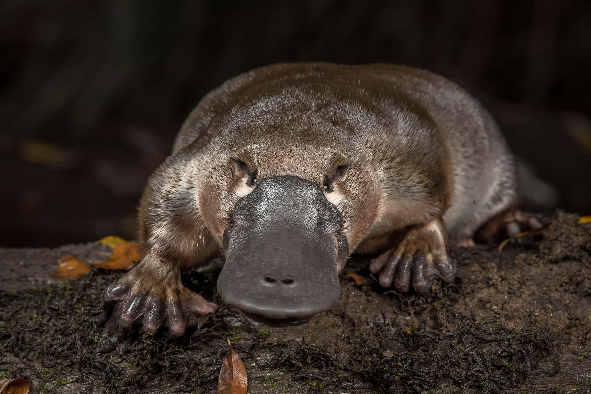 Nærbilde Av Platypus På Bredden Bakgrunnsbildet