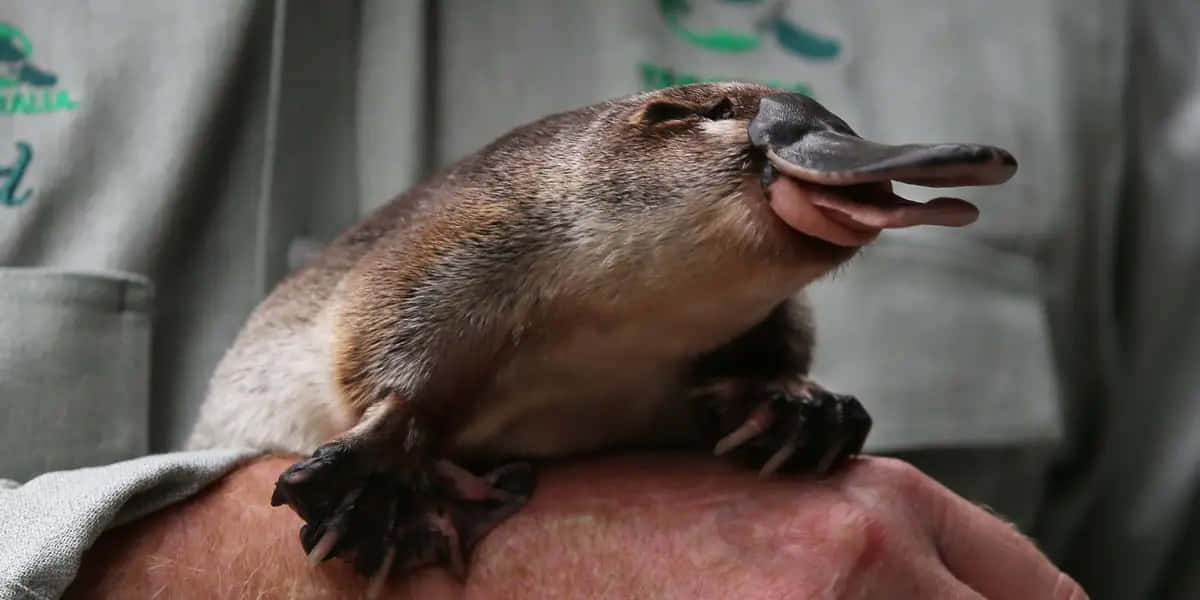 Nærbilde Platypus På Menneskelig Arm.jpg Bakgrunnsbildet