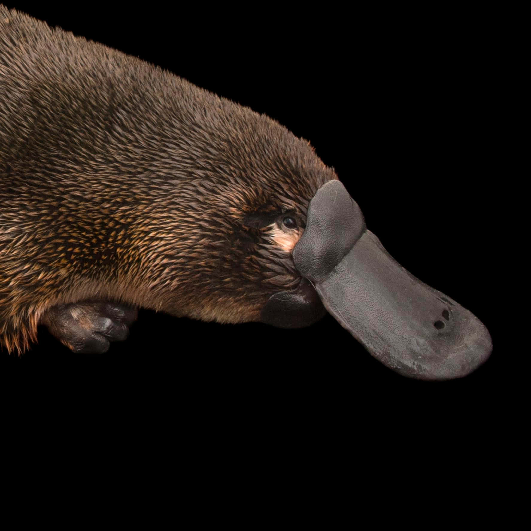 Nærbilde Av Platypus Portrett Bakgrunnsbildet