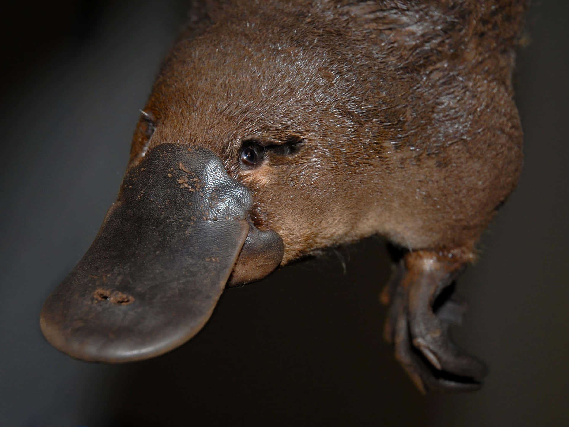 Nærbilde Platypus Portrett Bakgrunnsbildet