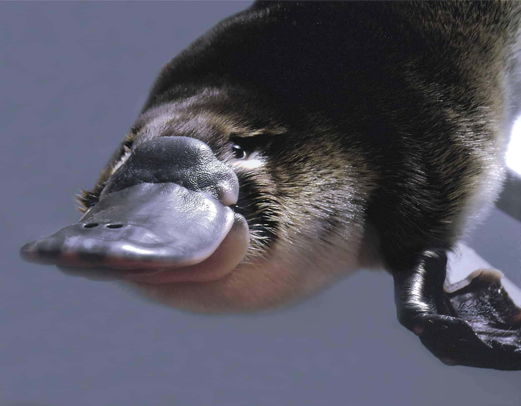 Nærbilde Av Platypus Portrett Bakgrunnsbildet