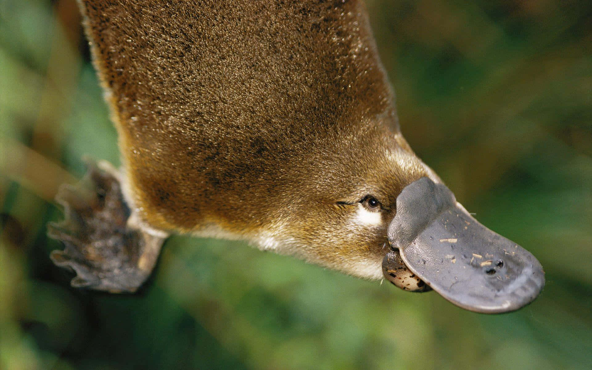 Nærbilde Platypus Profil Bakgrunnsbildet