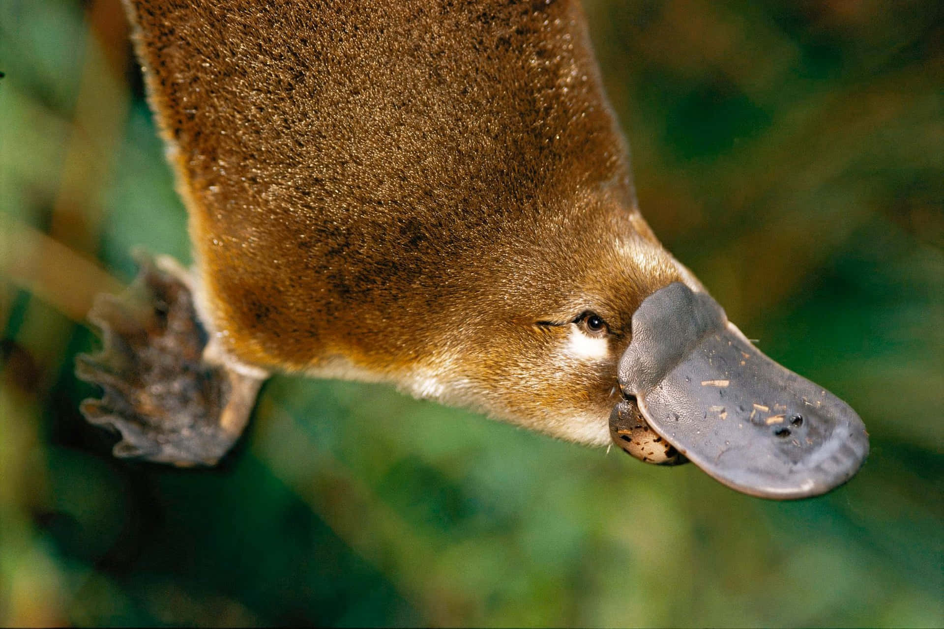 Close Up Platypus Profile.jpg Wallpaper