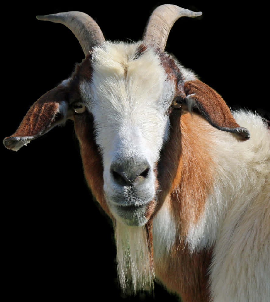 Download Close Up Portraitofa Goat | Wallpapers.com