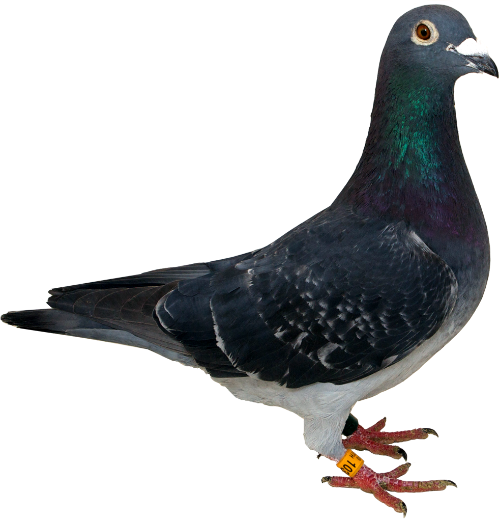 Close Up Portraitofa Pigeon PNG