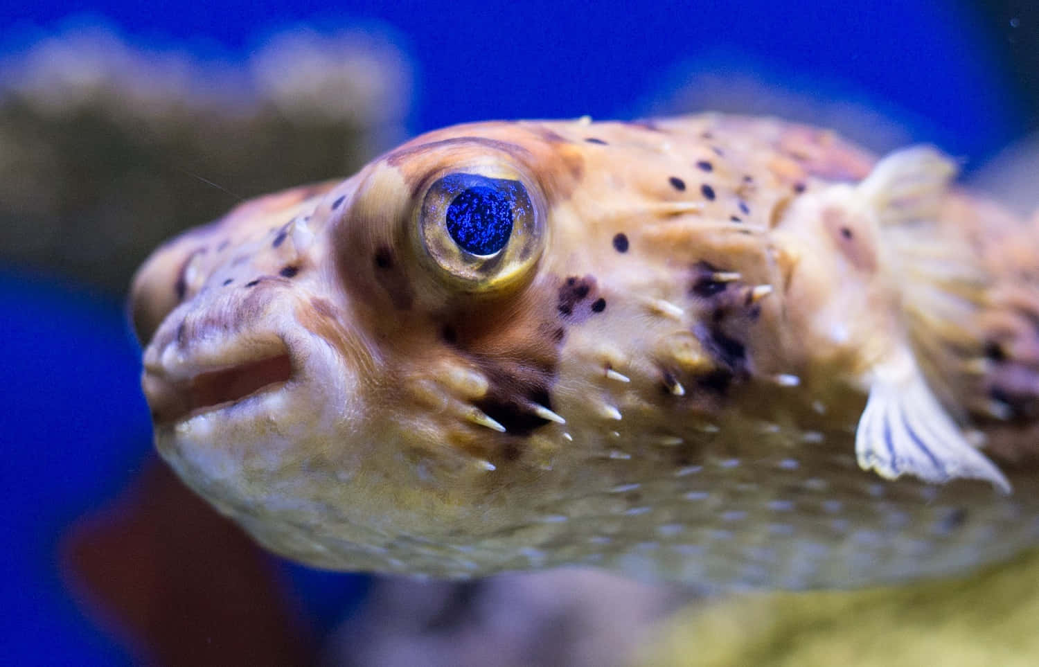 Close Up Puffer Fish Portrait Wallpaper