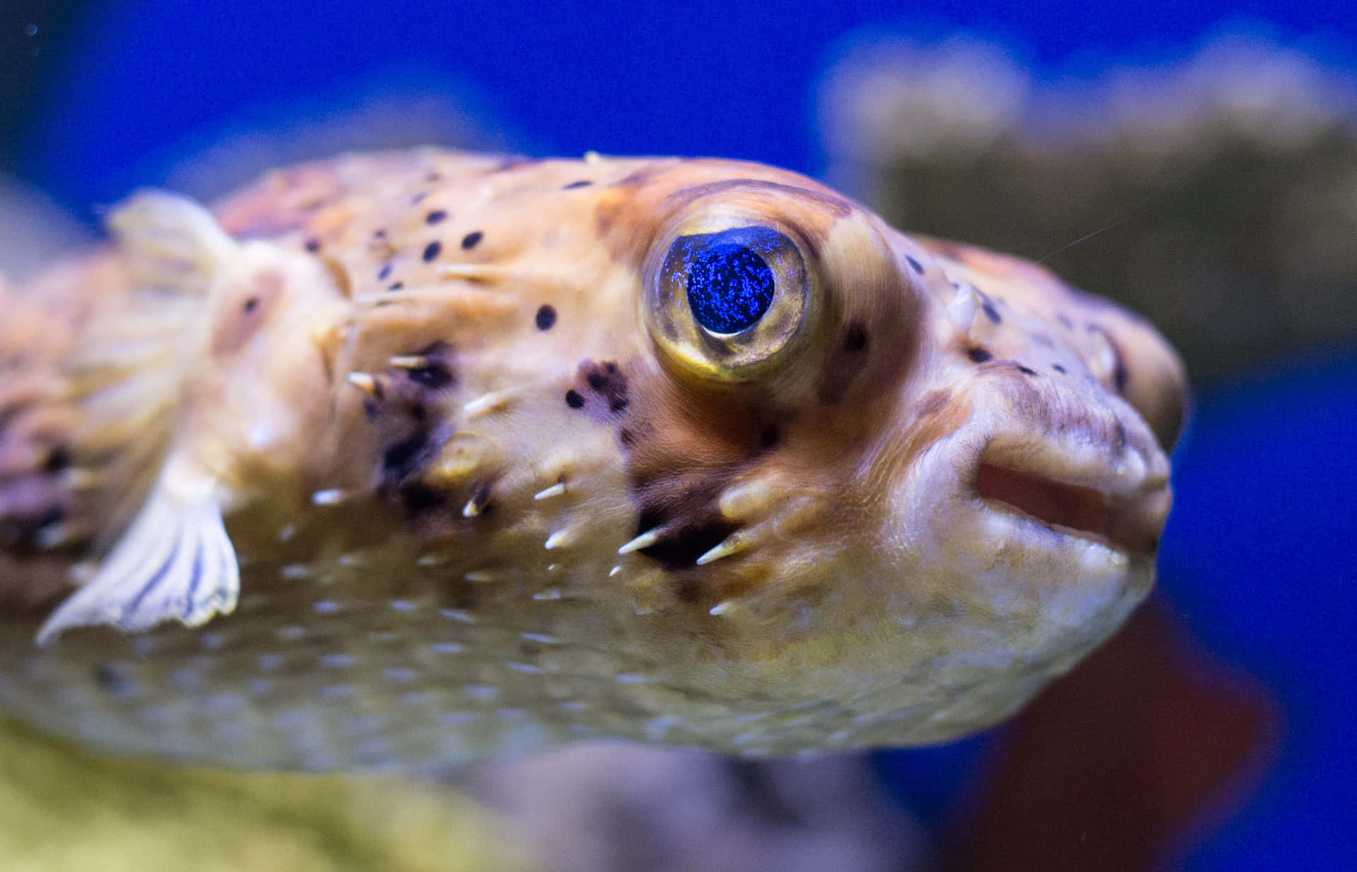 Close Up Puffer Fish Portrait Wallpaper