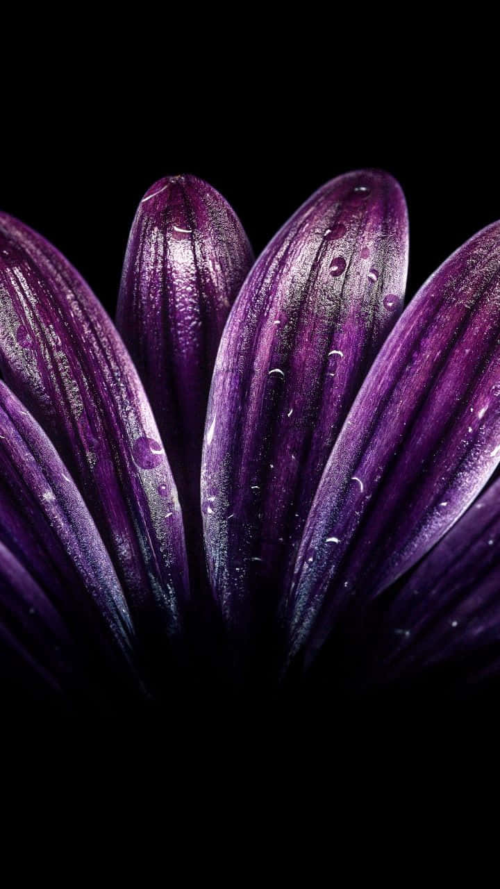 Close-up Purple Flower Stripes Wallpaper