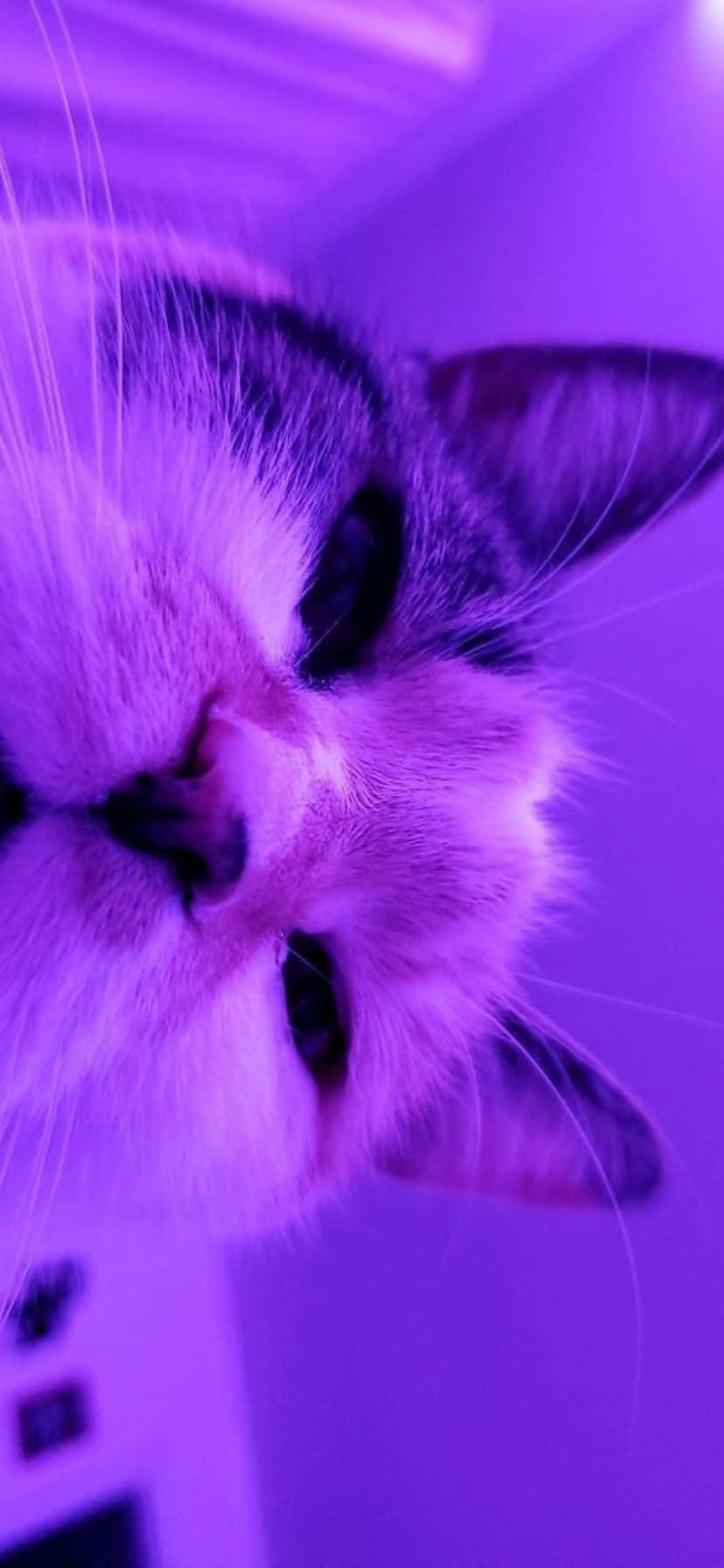 Close Up Purple Hued Cat Wallpaper