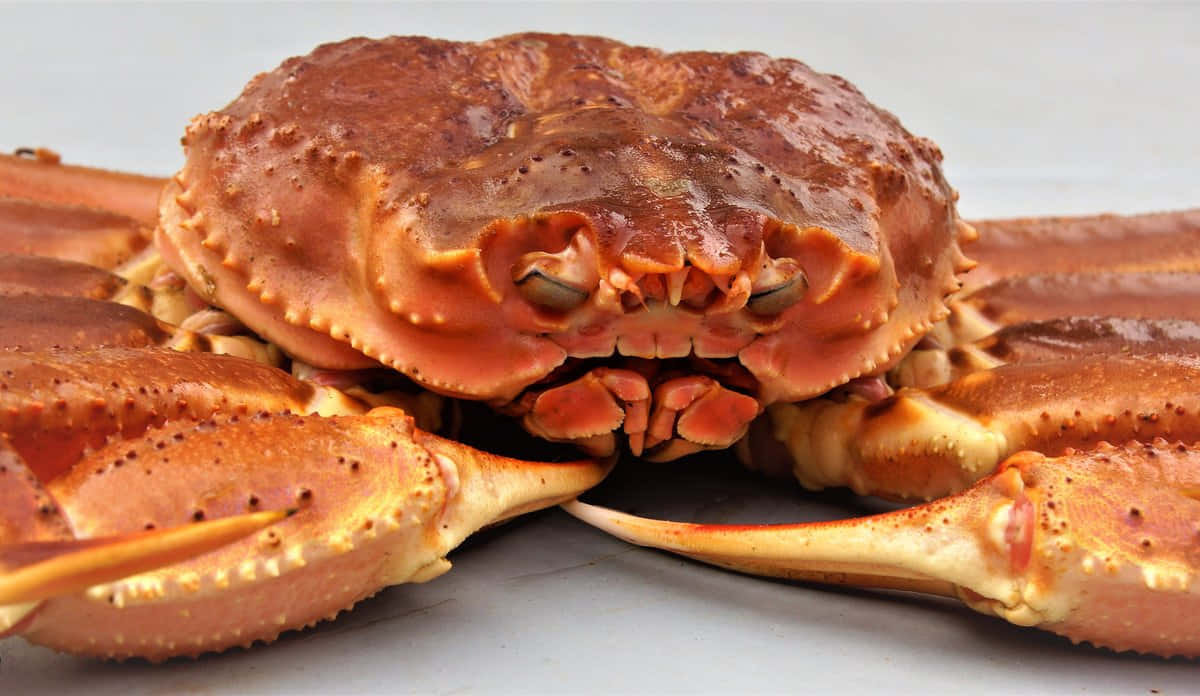 Close Up Queen Crab Wallpaper