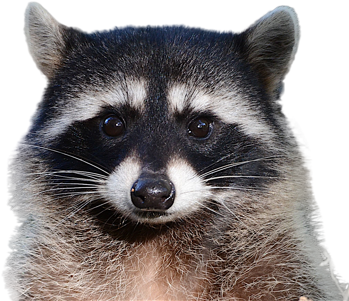 Close Up Raccoon Face PNG