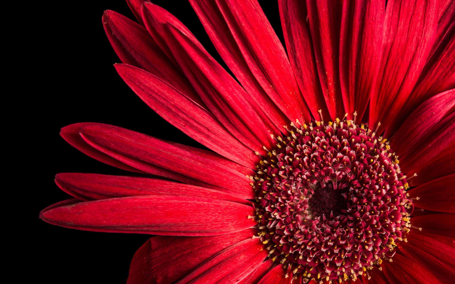 Close-up Red Daisy Flower Petal Wallpaper