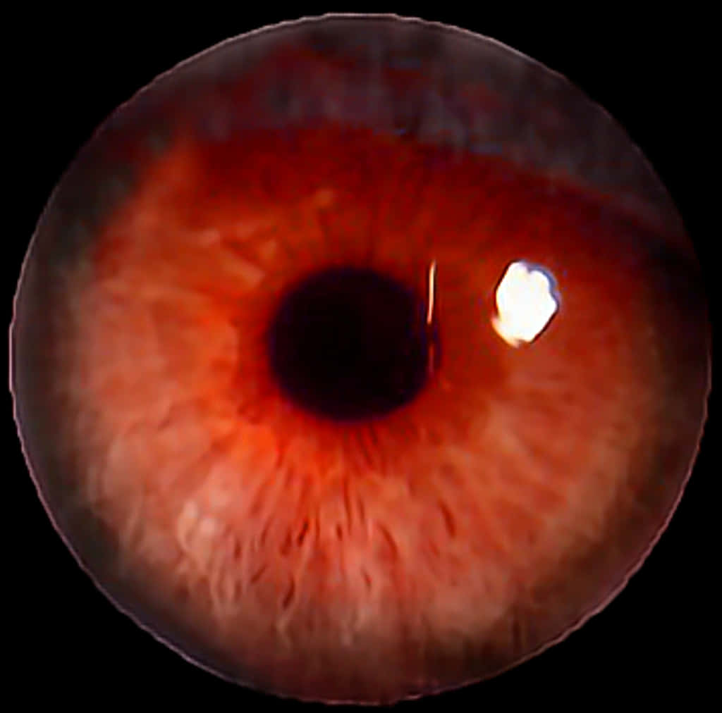 Close Up Red Human Eye PNG