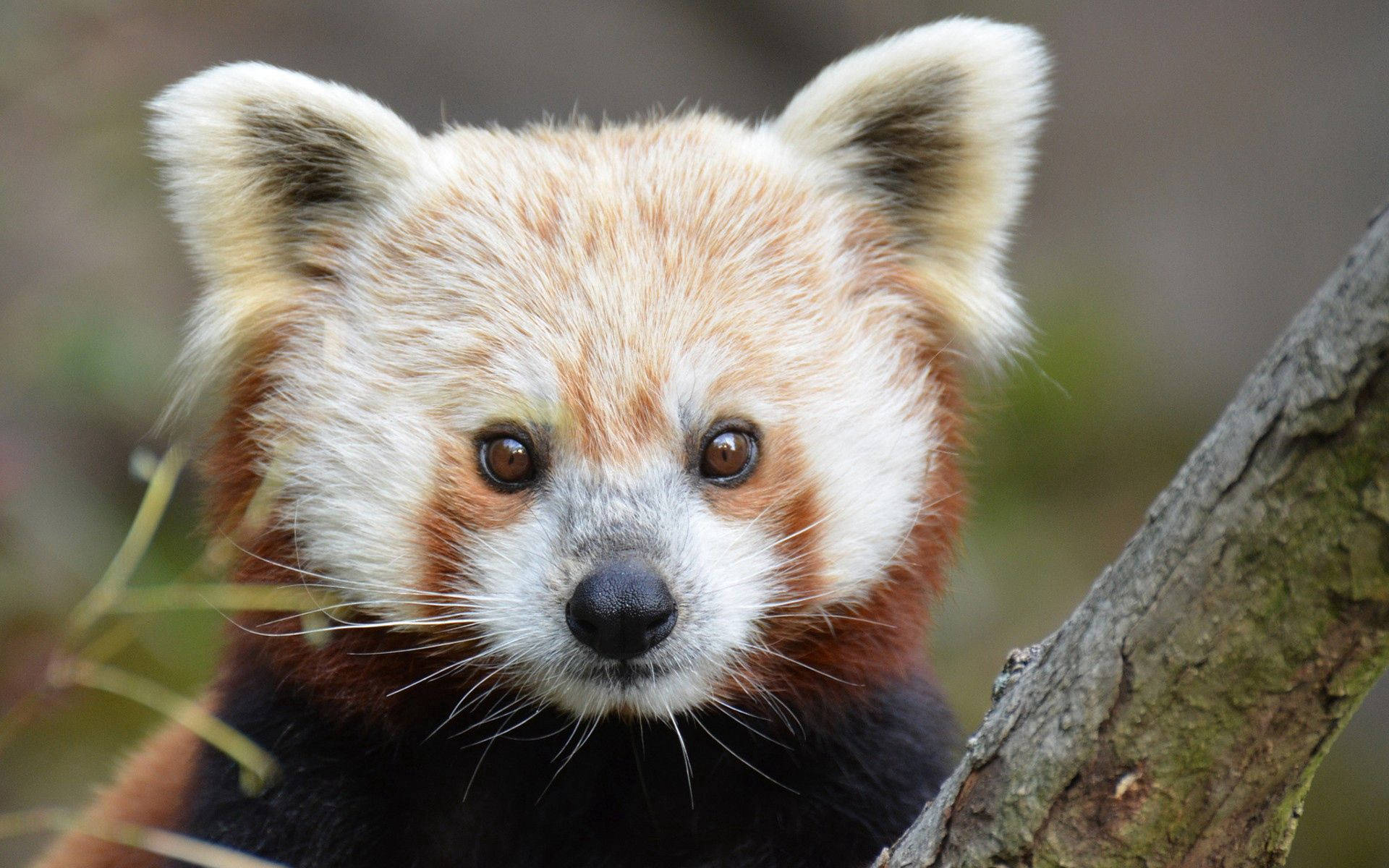 Close-Up Red Panda Cub Wallpaper