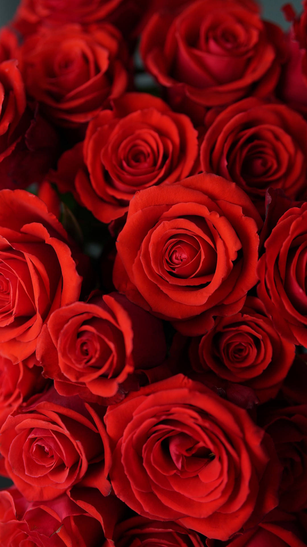 Close-up Red Rose Aesthetic Wallpaper