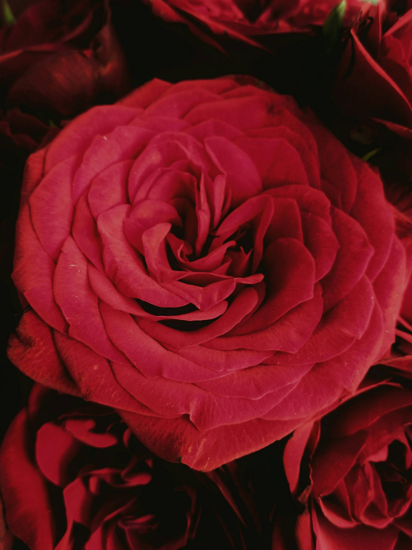 Close-up Red Roses Wallpaper