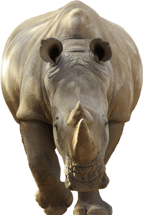 Close Up Rhino Portrait PNG