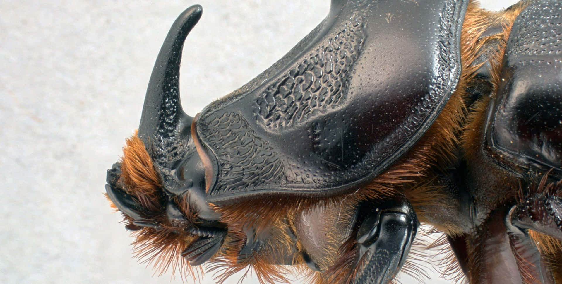 Close Up Rhinoceros Beetle Horn Wallpaper