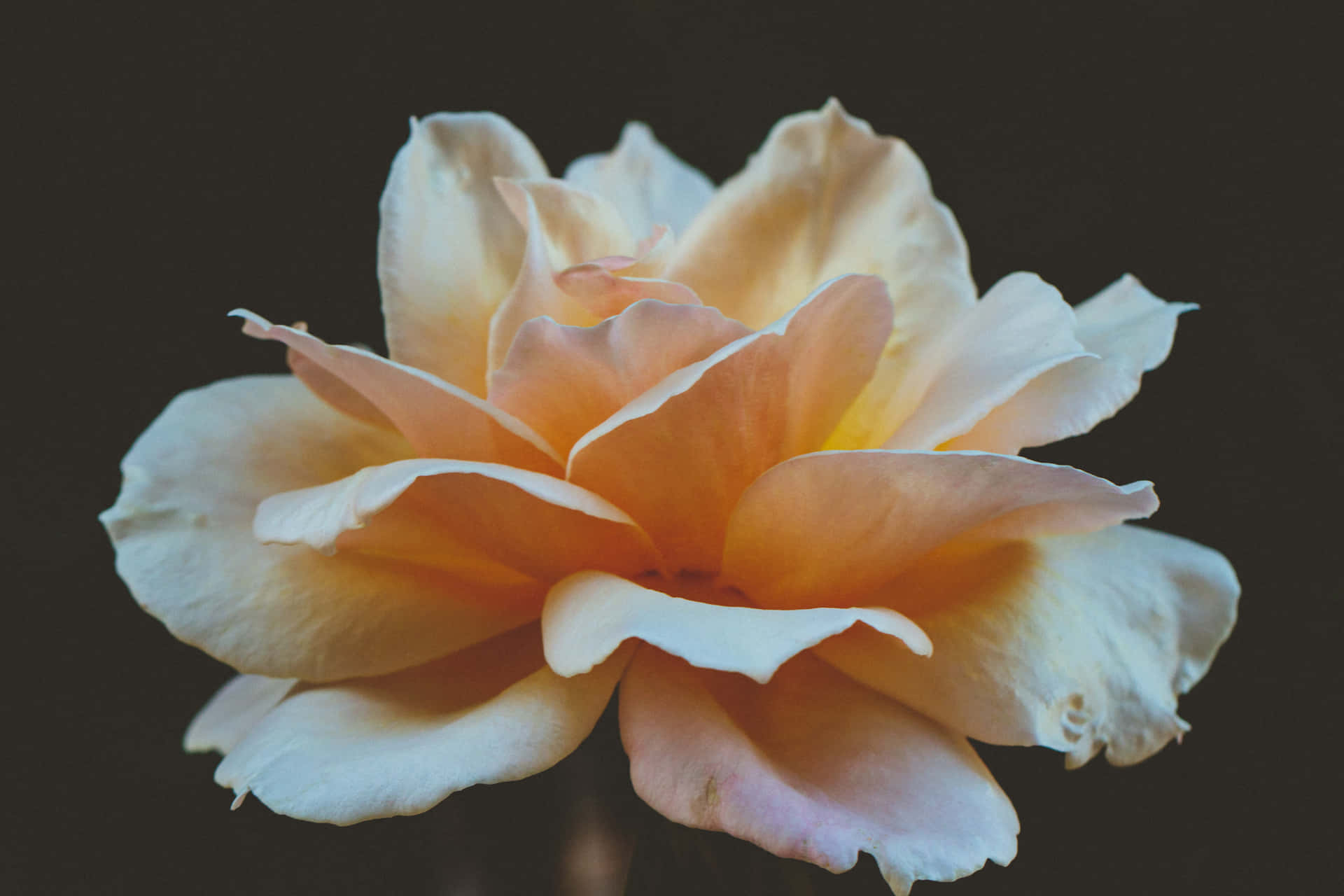 Close-up Rosa 'buff Beauty' Flower Wallpaper