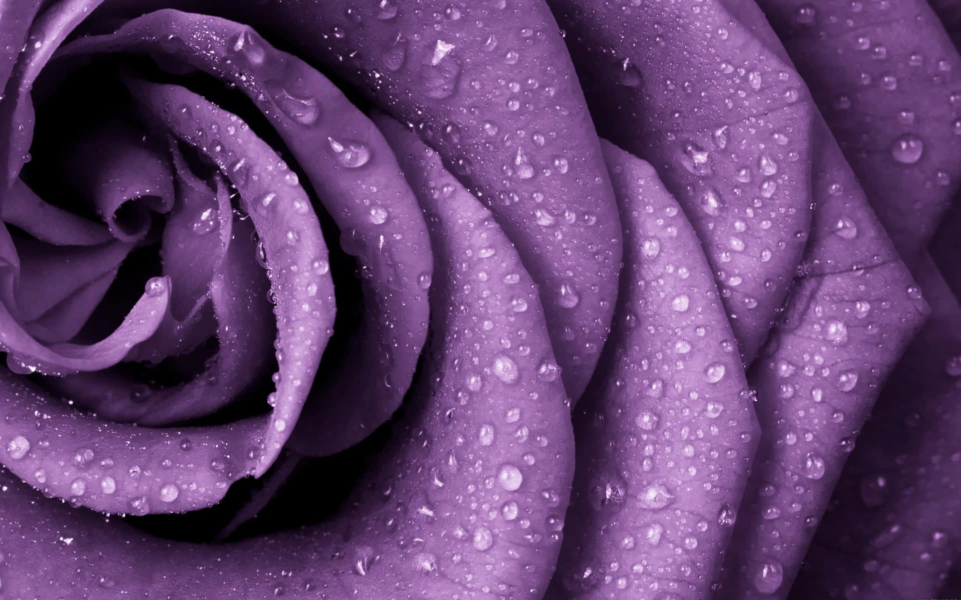 Primerplano De Una Flor De Rosa Con Pétalos Morados. Fondo de pantalla